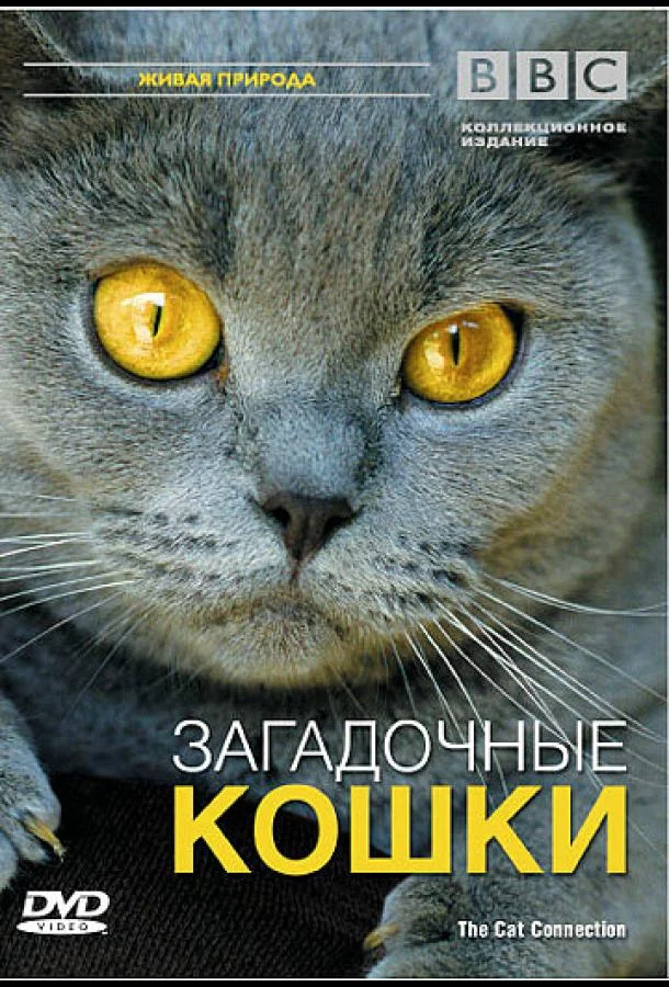 Постер к BBC: Загадочные кошки (2002)