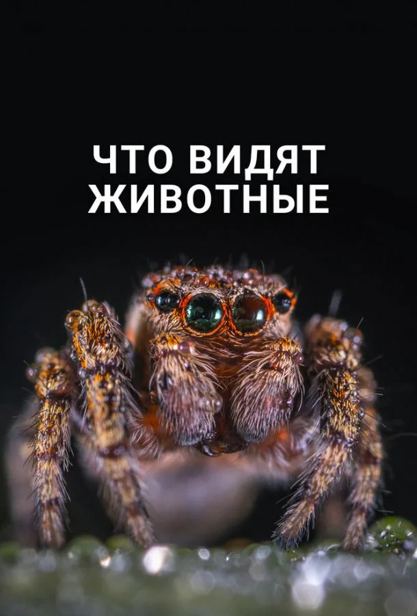 Что видят животные (2018)